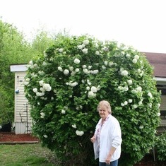 One of her favorite plants, the snowball bush.