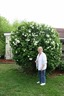 One of her favorite plants, the snowball bush.