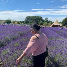 Hitchin Lavender Fields Summer 2020