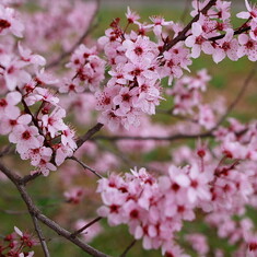 Plum-blossom