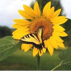 Beautiful-Sunflower-Picture-2