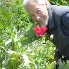 alan greets the opium poppy