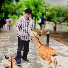 Albert feeding the deer at Nara, Japan