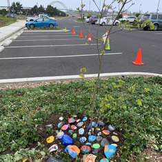 A native vine maple planted at Hatfield Marine Science Center in honor of Alexa's life