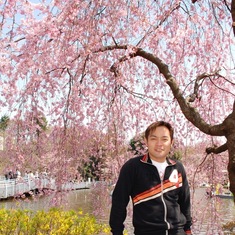 2008 Cherry blossom in Tokyo