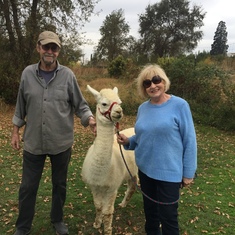 Llama farm in Rocklin 2017