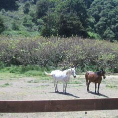 Beautiful horses by the road to Pfeiffer Beach.