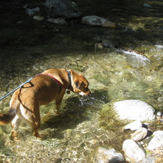 Jack enjoys the water at Big Sur River.