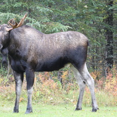 Moose in Alaska Backyard