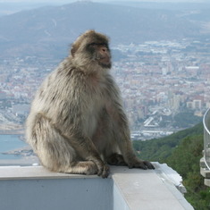 Barbary Ape Rock of Gibraltar