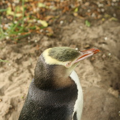 Yellow-Eyed Penguin New Zealand