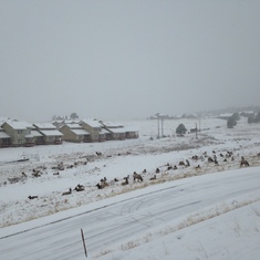 From Mom's phone - Elk in Estes Park