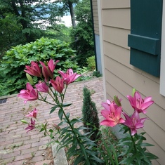 Day Lillies at The Roost