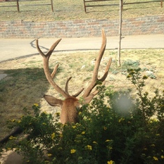 From Mom's phone - a big elk right outside her window in Estes Park