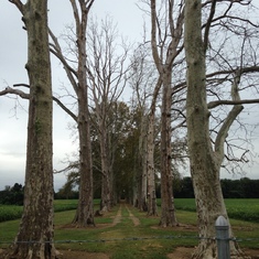 The row of sycamore trees leading down to the Bohemia River that Mom loved
