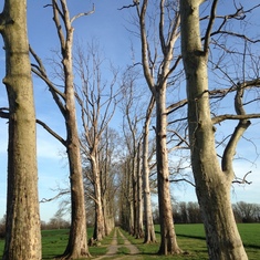 Sycamore Trees - take two