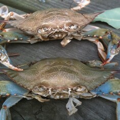 Blue crabs in Maryland