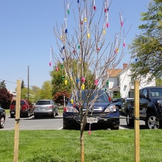 Memorial Tree at YMCA, April 2013