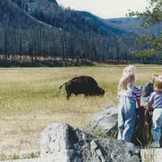 Sneaking a Peek at a Bison in Yellowstone National Park - September 1991