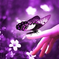 beautiful-butterflies-1