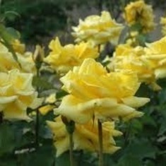 yellowroses