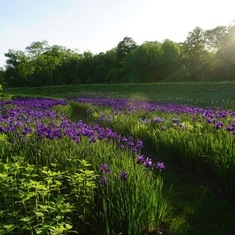my Iris garden and Majda's joy