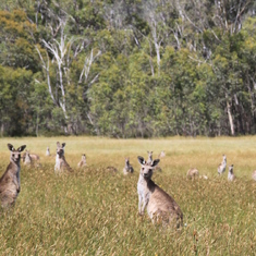 Mob scene in Drew's Aussie high country