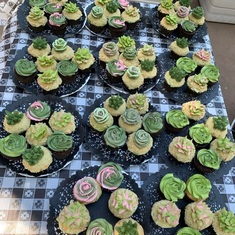 Succulent cupcakes!