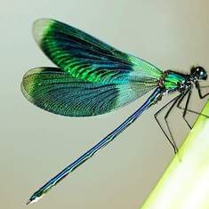 Very cool story behind the Dragon Fly. Means alot to Angels Family. .