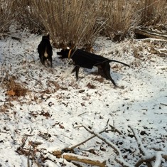 Zach & Denali Playing In The Snow