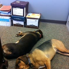 Ang sent me a "proof of life" pic when she took my pups to her office.