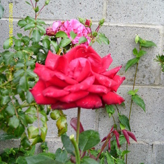 A ROSE FROM OUR ROSE GARDEN. BOB GROWS THEM AS BEAUTIFUL AS YOU DID.