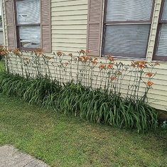 These My Mother Planted Years Ago...