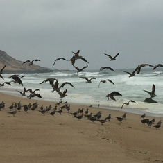 Going to the beach and watching the waves, was among Anne's favorite things to do.