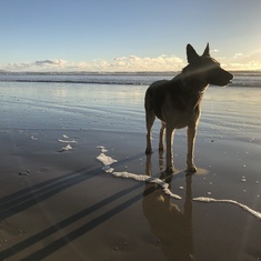 Our faithful German Shepard, Riley, slept at Anne's side for almost 5 years.