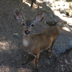 Tony loved seeing the deer near our cabin in Yosemite.