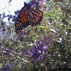 Tonys Butterfly Tree with Butterfly Part  2 0915151155a