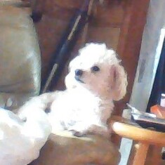 This Was Anthony's Baby.I got this Poodle for Anthony when he became sick He named him Tooie Anthony & Tooie Became very close before he past away .Anthony love to golf and he took Tooie with him when he would go pratice.on his golf Tooie save Anthony fro