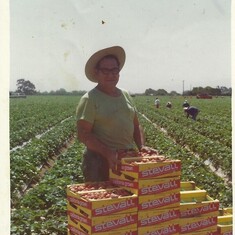 My Dad's strawberry farm.. 