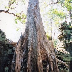 Archie under one of the many trees growing in the Ta Prohm temple ruins at Angkor Wat, Cambodia.
