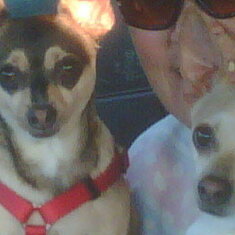 Tiny & Coco... Min-pin Tinkerbell was left in Arizona on their final trip to Ohio, but they missed her and never forgot her.