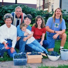 Harvesting a bumper crop of grapes at daughter Cindy's house:  Arvin & Bev; Brent and his wife, Michele; Sam and son-in-law, Darrel Lukas. (Cindy's taking the photo)