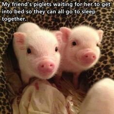 ashley always wanted pigs!!!!