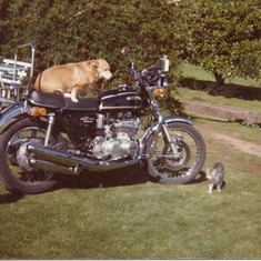 1977 APPROX .MEGAN MUMS CORGI  1979 ,SITTING ON MY SUZUKI GT 550  ,ALSO MUMS CAT SMOKEY IN FRONT OF THE MOTOR BIKE..AT FARM HOUSE CROFTON FARM MARTON ..MEGAN WAS SUCH A WONDERFUL DOG MUM LOVED HER SO VERY MUCH,I GUESS THEY ARE NOW TOGETHER AGAIN ..AFTER A