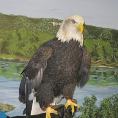 Eagle