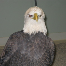 Eagle