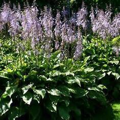 Here are your hosta's Aug......Love ya  :)