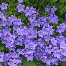 niebieskie kwiatki