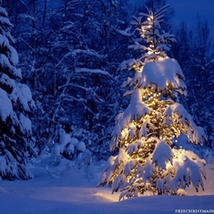 Lonely-Christmas-Tree-1024-817436