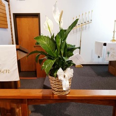 Received this Peace Lily when mom died, see it 2 years later
